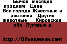 Бычок 6месяцев продаем › Цена ­ 20 000 - Все города Животные и растения » Другие животные   . Кировская обл.,Луговые д.